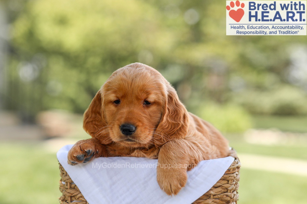 Brinley Image of Brinley, a Golden Retriever puppy