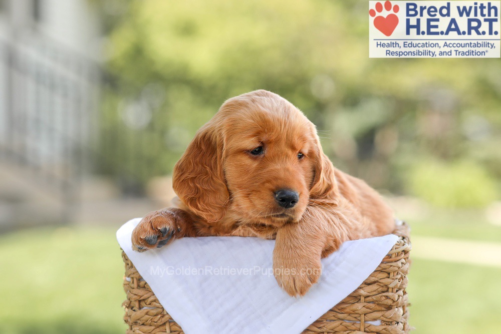 Brinley Image of Brinley, a Golden Retriever puppy