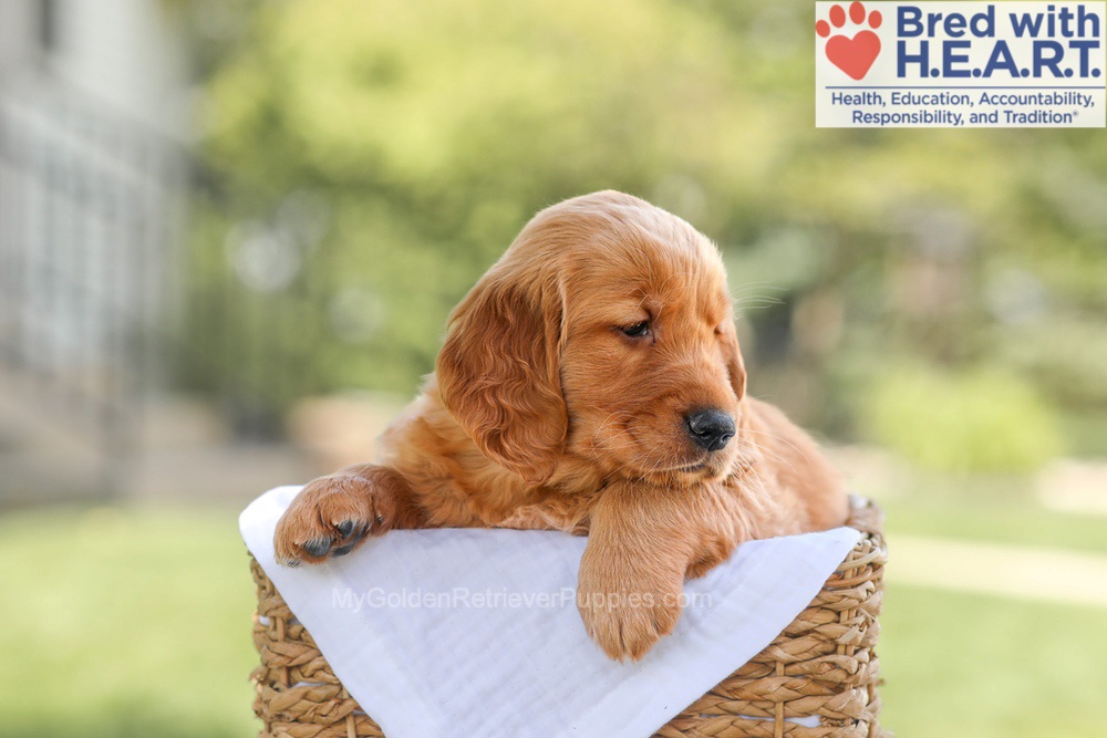 Brinley Image of Brinley, a Golden Retriever puppy