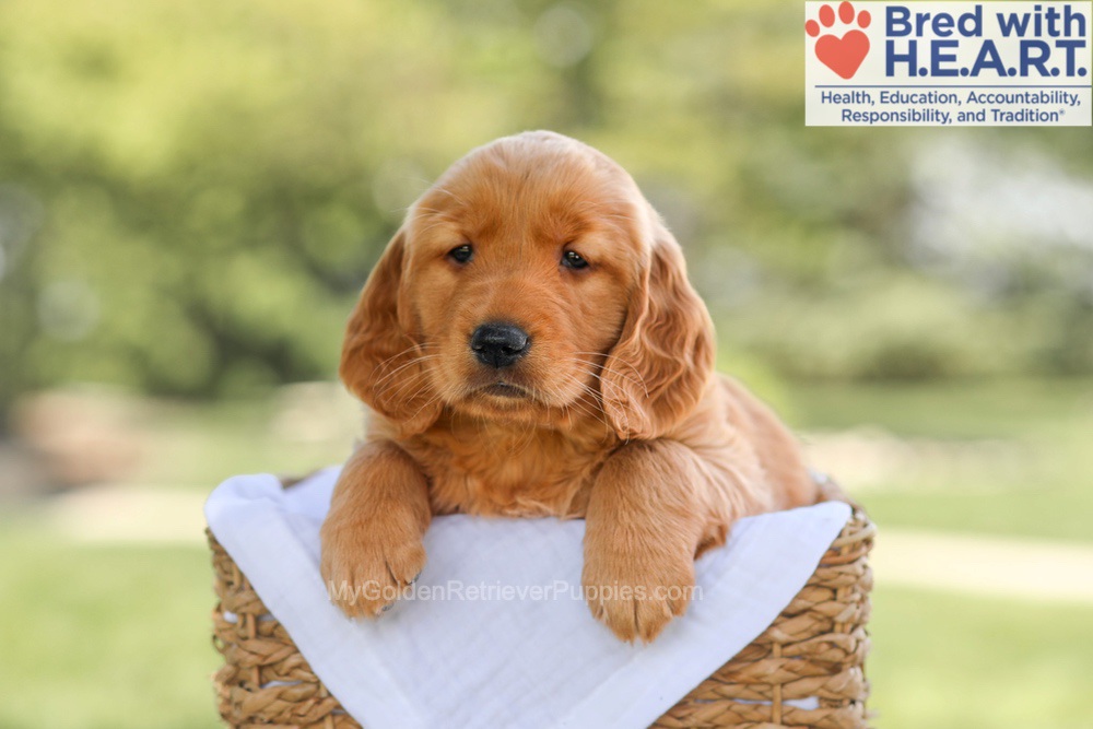 Brinley Image of Brinley, a Golden Retriever puppy
