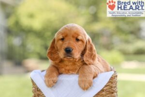 Image of Brinley, a Golden Retriever puppy