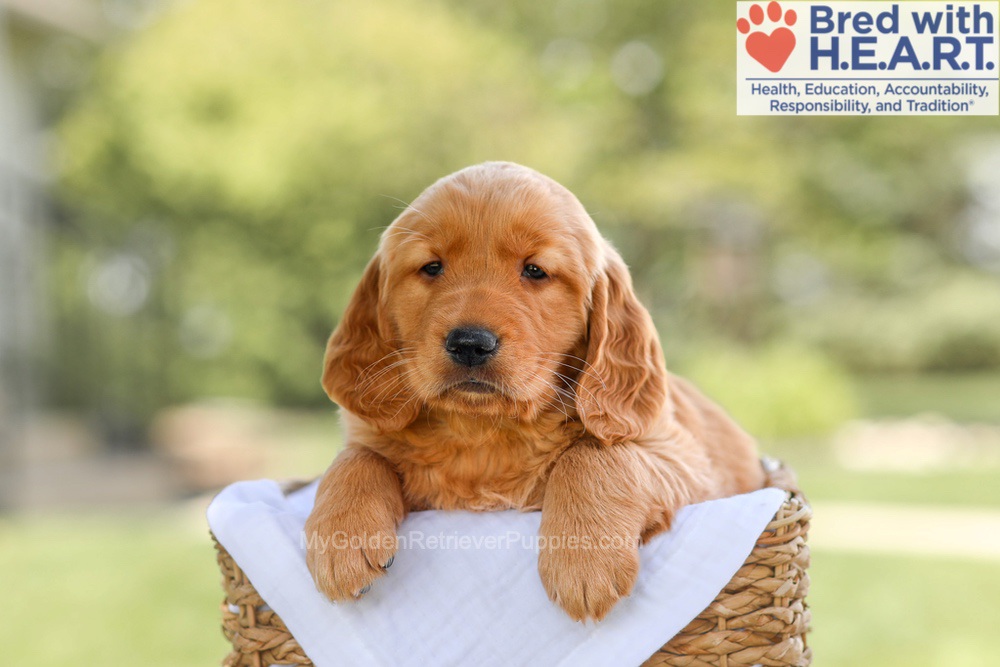 Brinley Image of Brinley, a Golden Retriever puppy