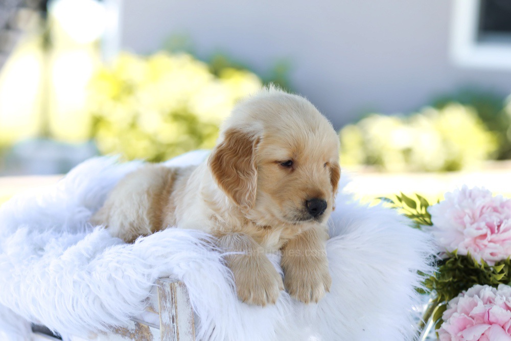 Bubba Image of Bubba, a Golden Retriever puppy