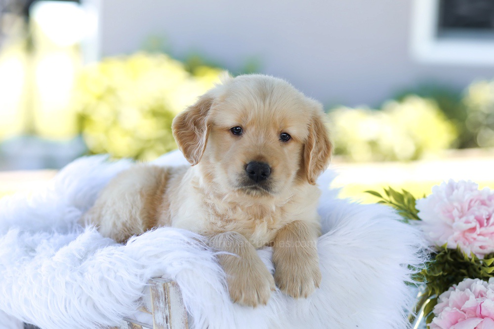 Bubba Image of Bubba, a Golden Retriever puppy