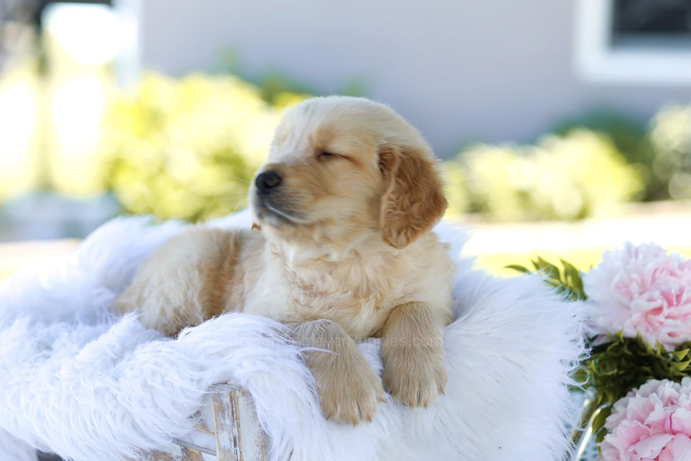 Bubba Image of Bubba, a Golden Retriever puppy