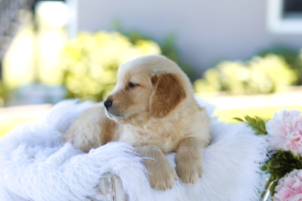 Bubba Image of Bubba, a Golden Retriever puppy