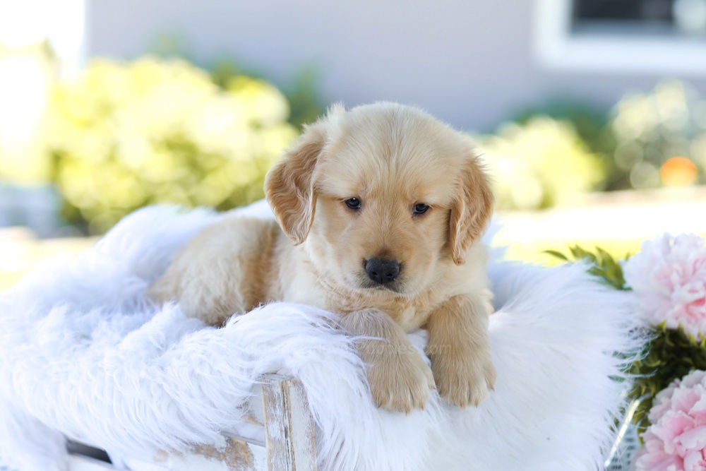 Bubba Image of Bubba, a Golden Retriever puppy