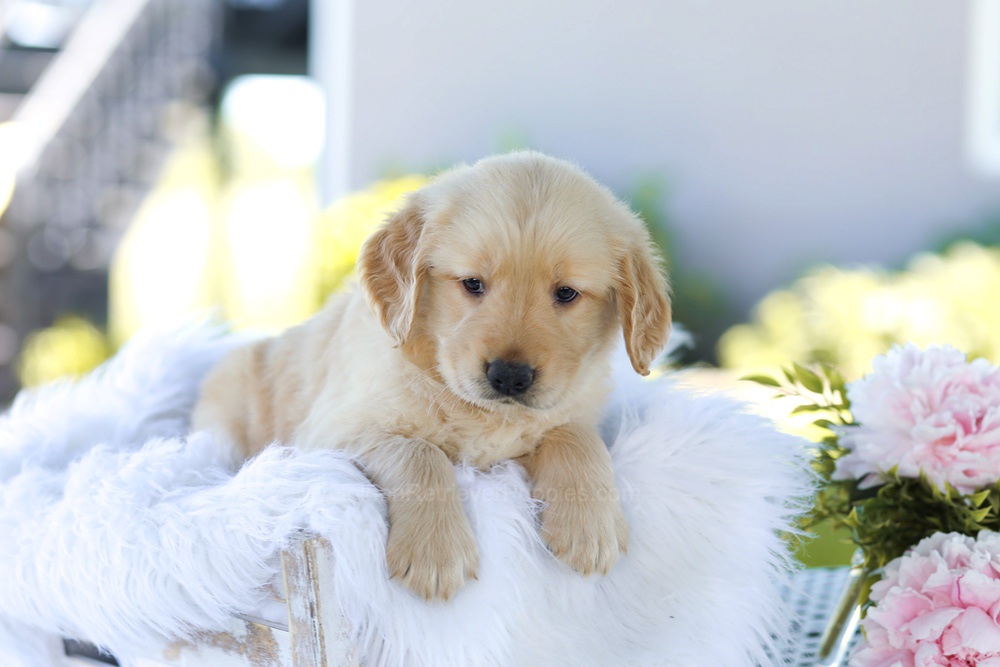 Bubba Image of Bubba, a Golden Retriever puppy