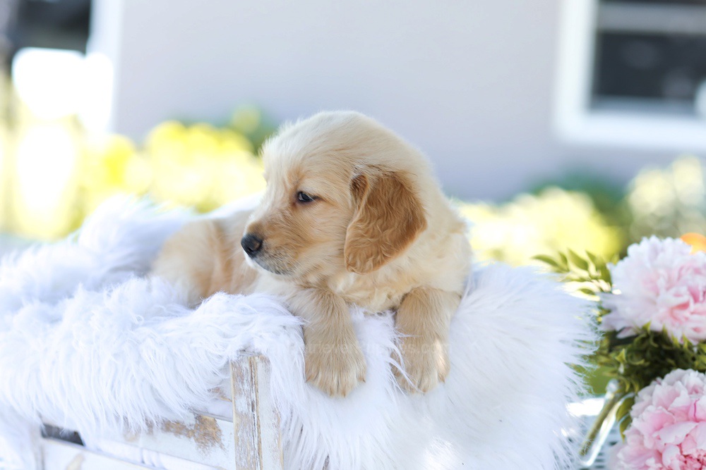 Bubba Image of Bubba, a Golden Retriever puppy