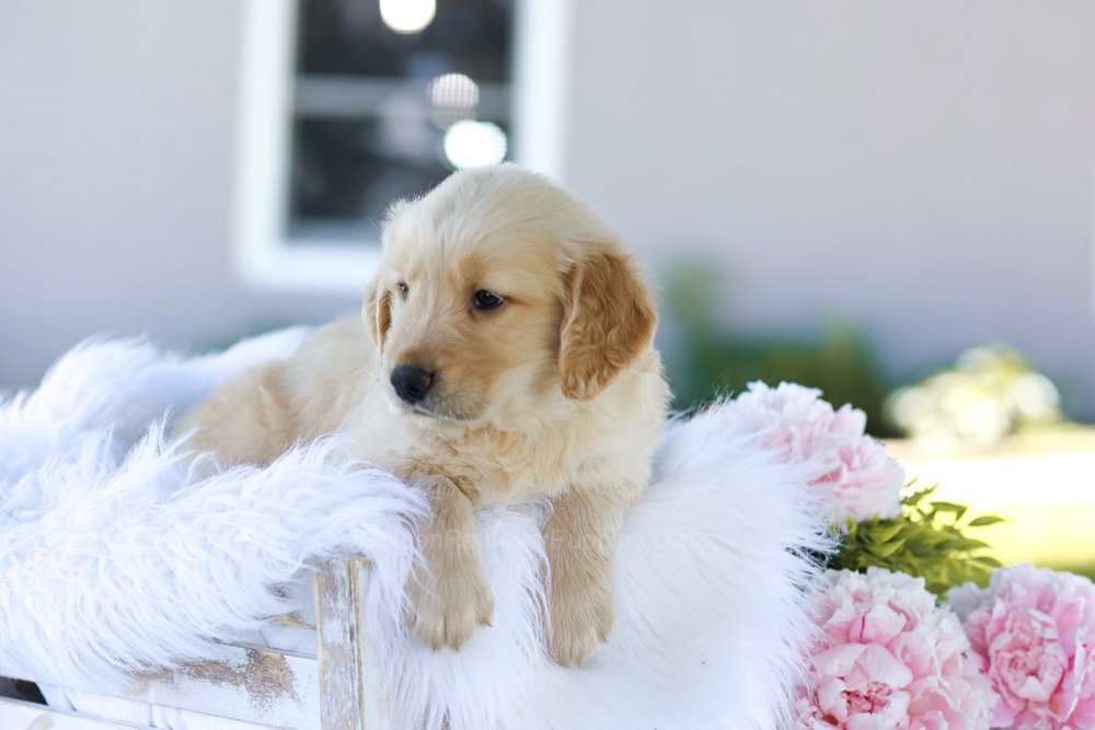 Bubba Image of Bubba, a Golden Retriever puppy