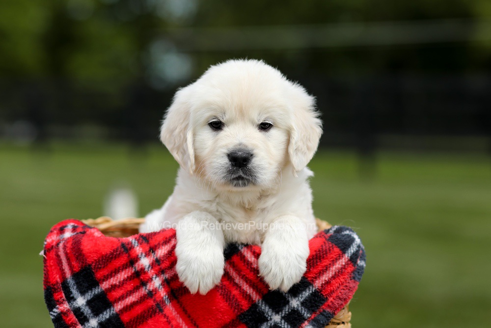 Buddy Image of Buddy, a Golden Retriever puppy