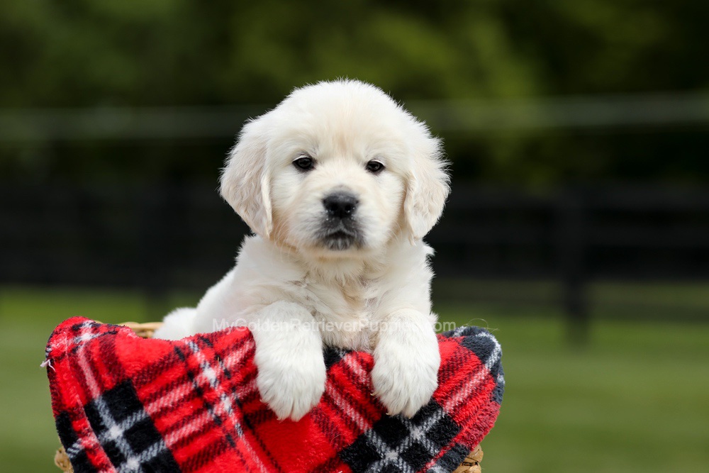 Buddy Image of Buddy, a Golden Retriever puppy