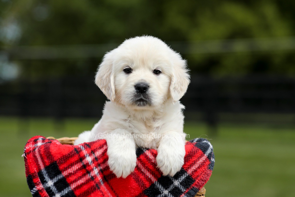 Buddy Image of Buddy, a Golden Retriever puppy