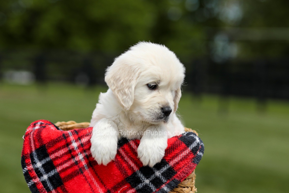 Buddy Image of Buddy, a Golden Retriever puppy