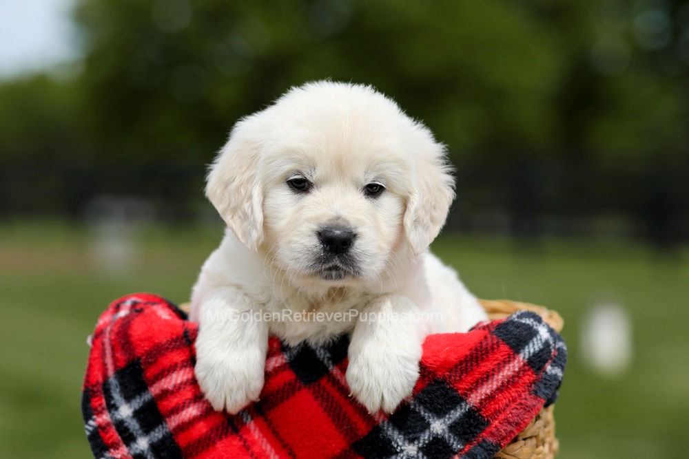 Buddy Image of Buddy, a Golden Retriever puppy
