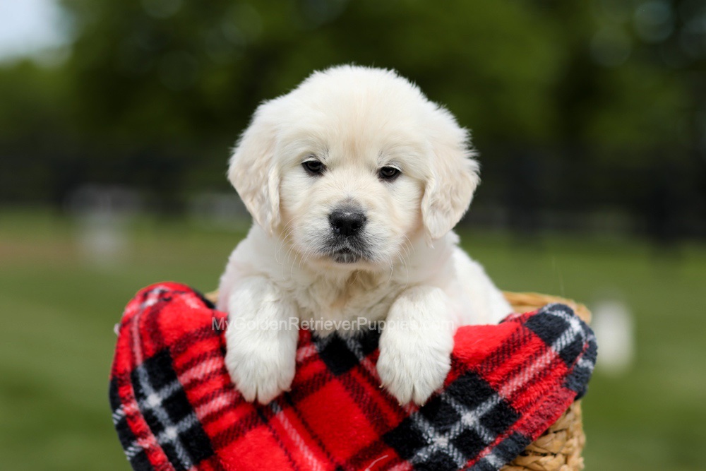 Buddy Image of Buddy, a Golden Retriever puppy
