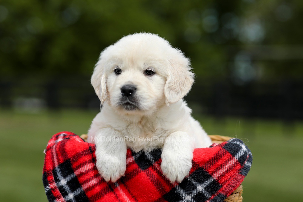 Buddy Image of Buddy, a Golden Retriever puppy