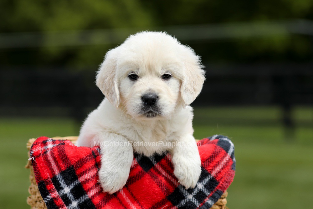 Buddy Image of Buddy, a Golden Retriever puppy