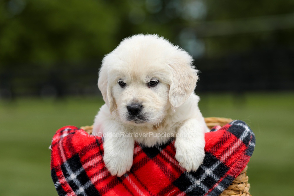 Buddy Image of Buddy, a Golden Retriever puppy