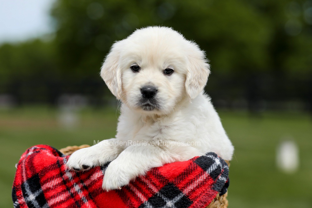 Buddy Image of Buddy, a Golden Retriever puppy