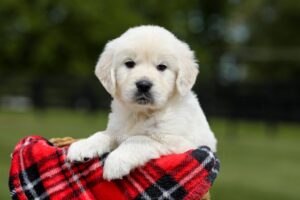 Image of Buddy, a Golden Retriever puppy