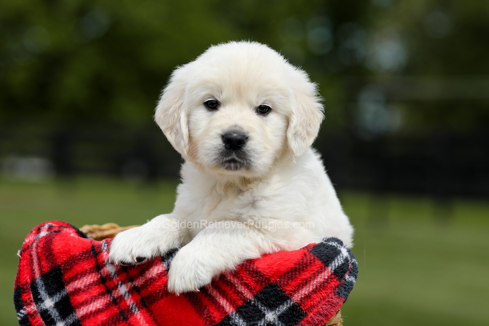 Buddy Image of Buddy, a Golden Retriever puppy