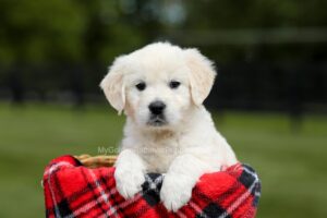 Image of Casper, a Golden Retriever puppy