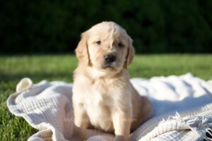 Image of Chester, a Golden Retriever puppy