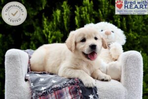 Image of Cooter, a Golden Retriever puppy