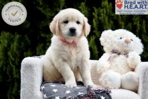 Image of Daisy, a Golden Retriever puppy