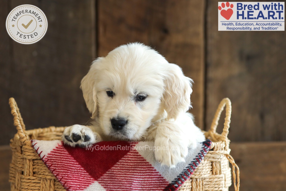 Darcy Image of Darcy, a Golden Retriever puppy