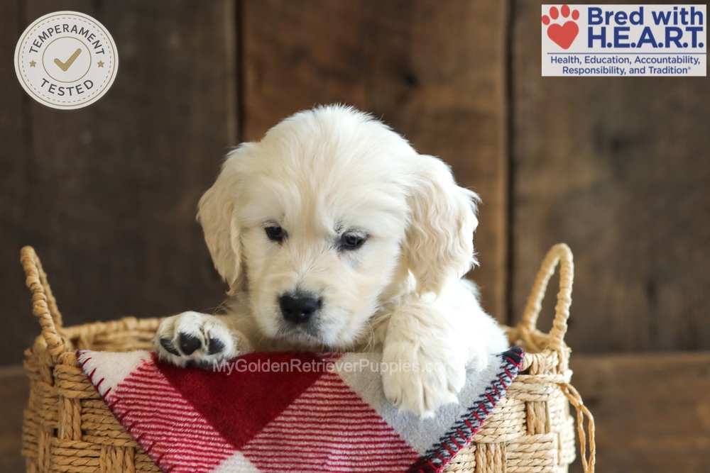 Darcy Image of Darcy, a Golden Retriever puppy