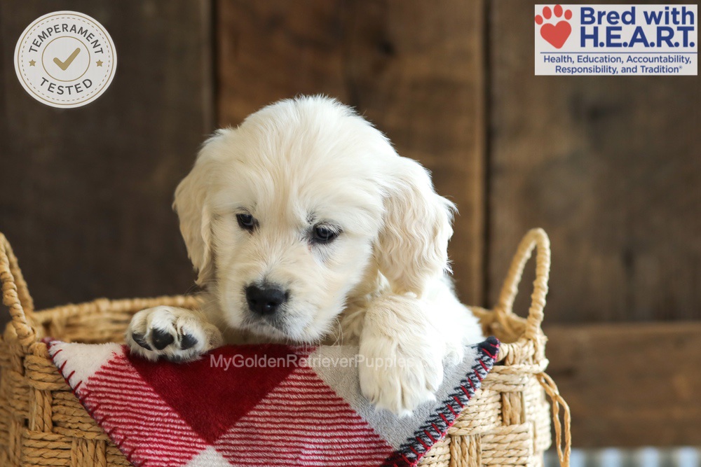 Darcy Image of Darcy, a Golden Retriever puppy