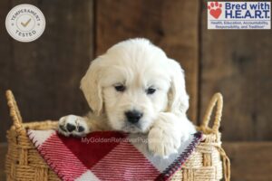 Image of Darcy, a Golden Retriever puppy