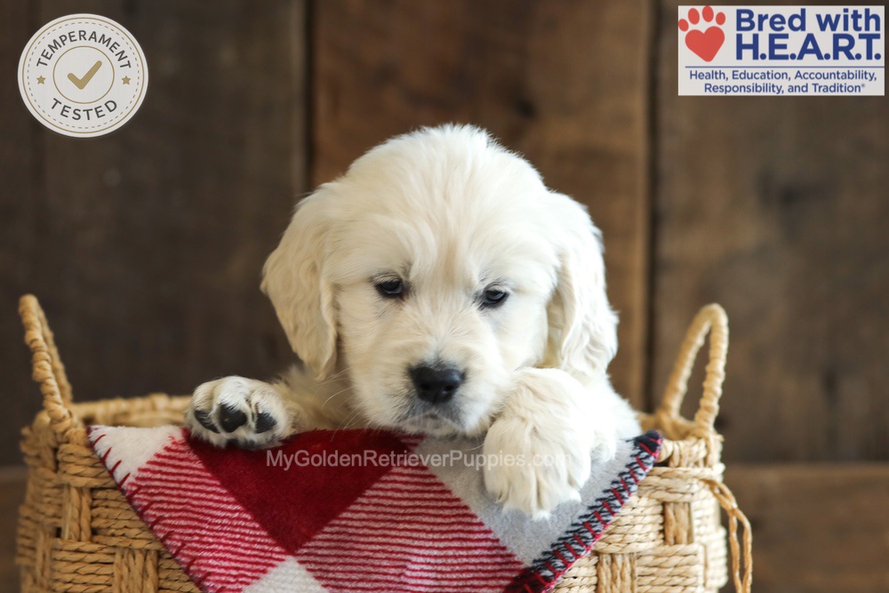 Darcy Image of Darcy, a Golden Retriever puppy