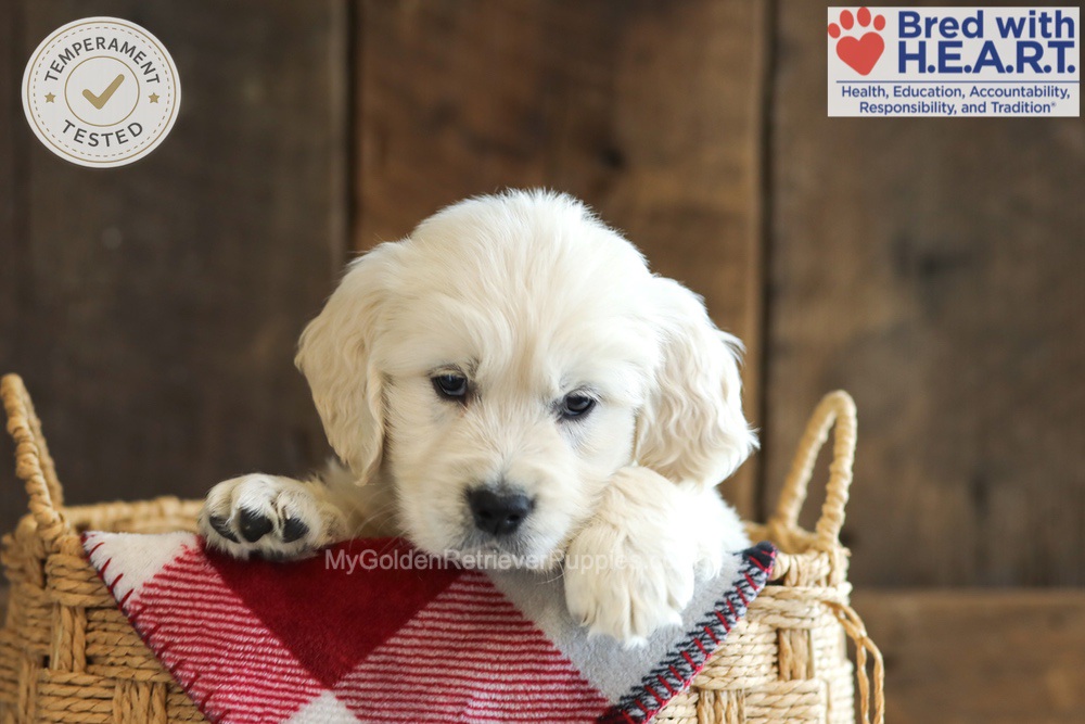 Darcy Image of Darcy, a Golden Retriever puppy
