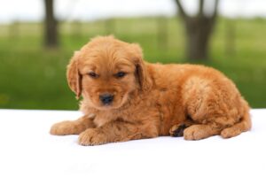 Image of Duke, a Golden Retriever puppy