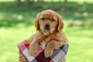 Eaton Image of Eaton, a Golden Retriever puppy