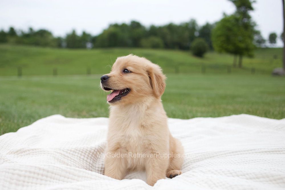 Eliza Image of Eliza, a Golden Retriever puppy