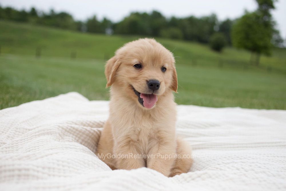 Eliza Image of Eliza, a Golden Retriever puppy