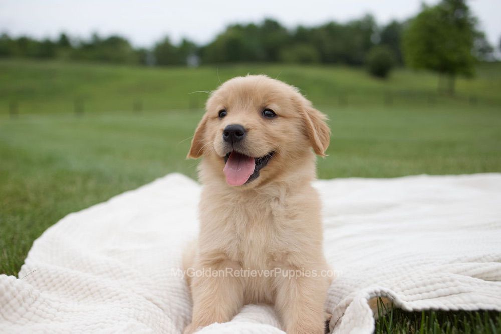 Eliza Image of Eliza, a Golden Retriever puppy