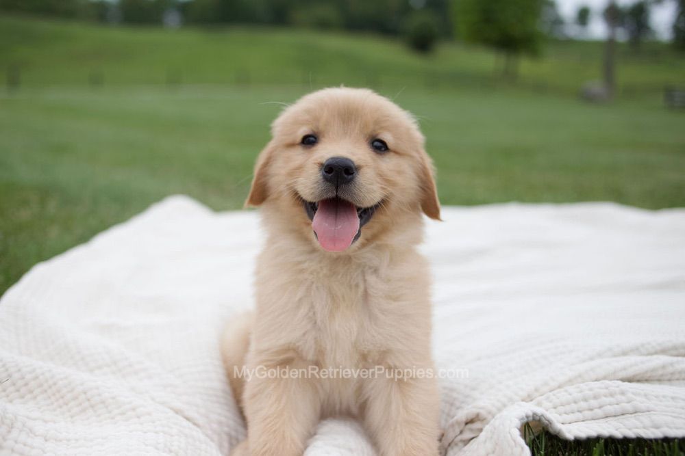 Eliza Image of Eliza, a Golden Retriever puppy
