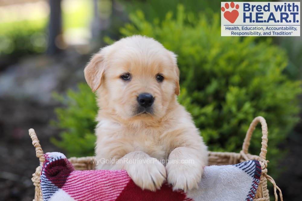 Elizabeth Image of Elizabeth, a Golden Retriever puppy
