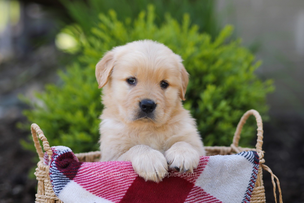 Elizabeth Image of Elizabeth, a Golden Retriever puppy