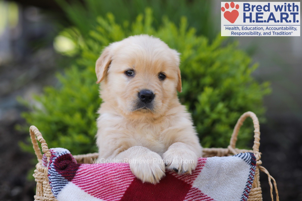 Elizabeth Image of Elizabeth, a Golden Retriever puppy