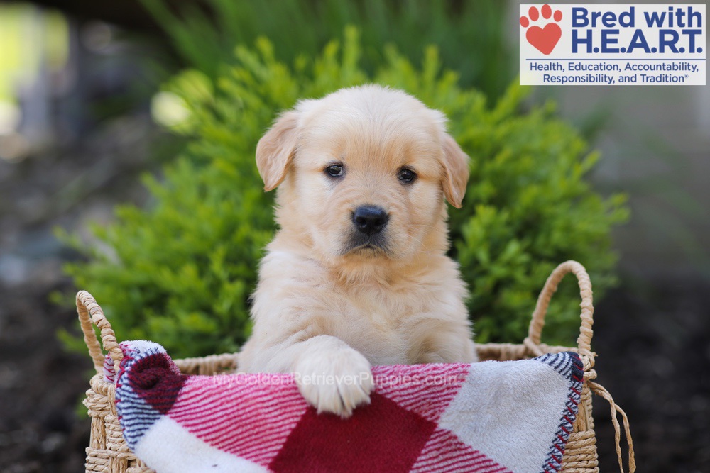 Elizabeth Image of Elizabeth, a Golden Retriever puppy