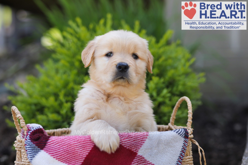 Elizabeth Image of Elizabeth, a Golden Retriever puppy