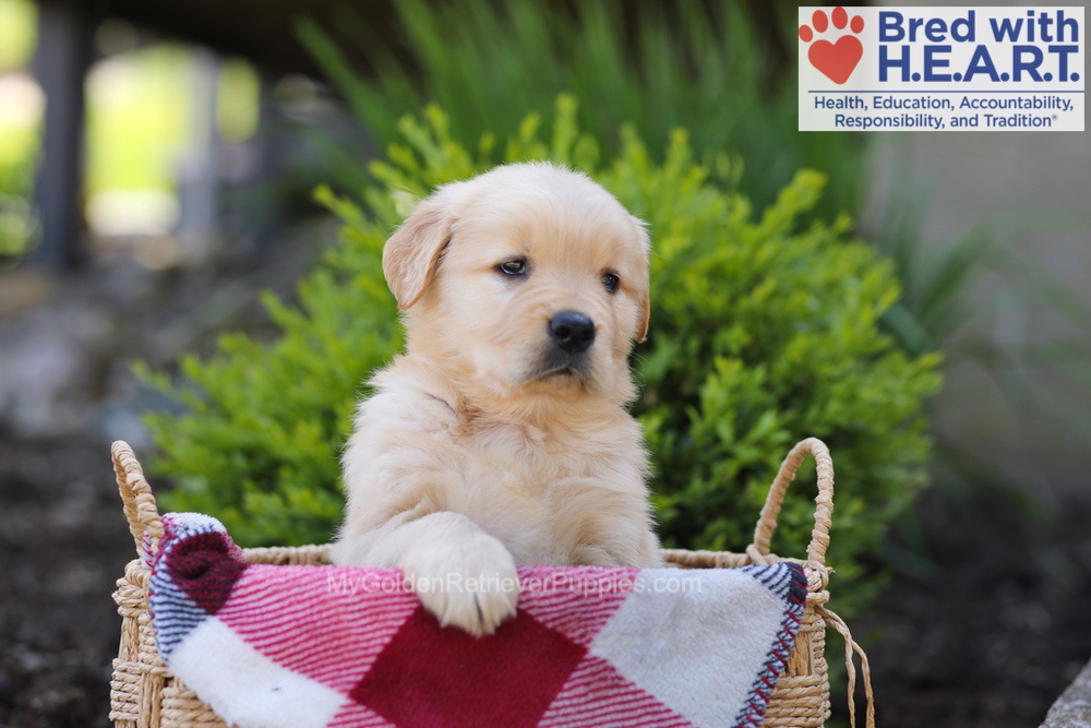 Elizabeth Image of Elizabeth, a Golden Retriever puppy