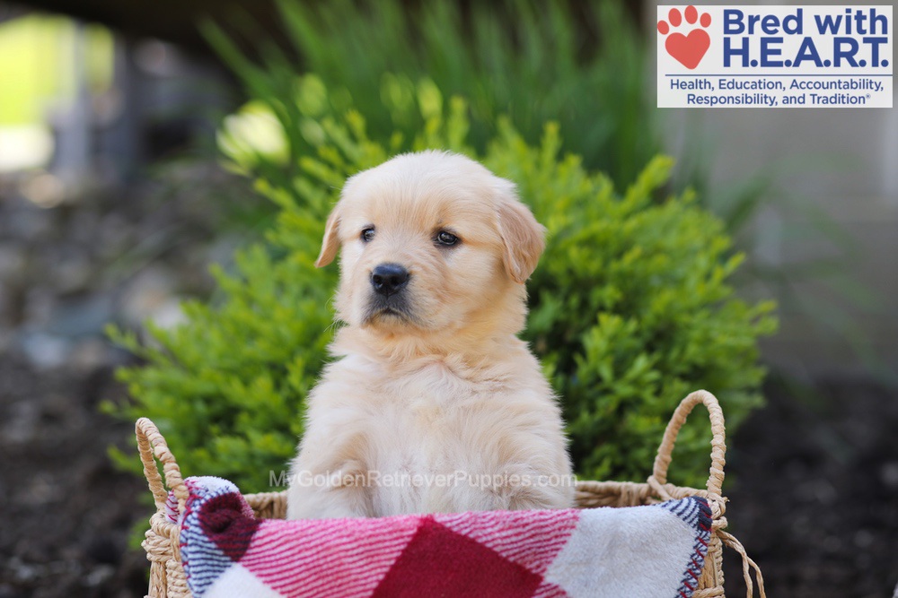 Elizabeth Image of Elizabeth, a Golden Retriever puppy