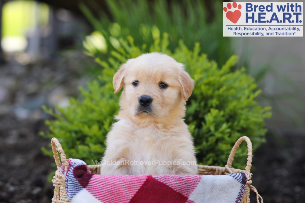Elizabeth Image of Elizabeth, a Golden Retriever puppy